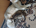 Кошки в Новоалександровске: Чистокровные котята от родителей шотландских шиншилл Девочка, 10 000 руб. - фото 6