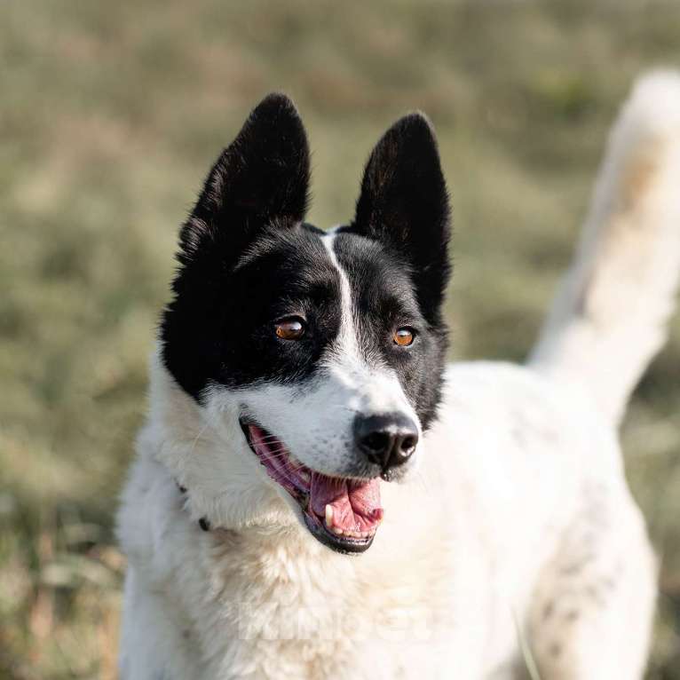 Собаки в Москве: Маруся Девочка, Бесплатно - фото 2