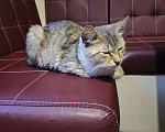 Кошки в Смоленске: Ласковая кошка в добрые руки Девочка, Бесплатно - фото 1