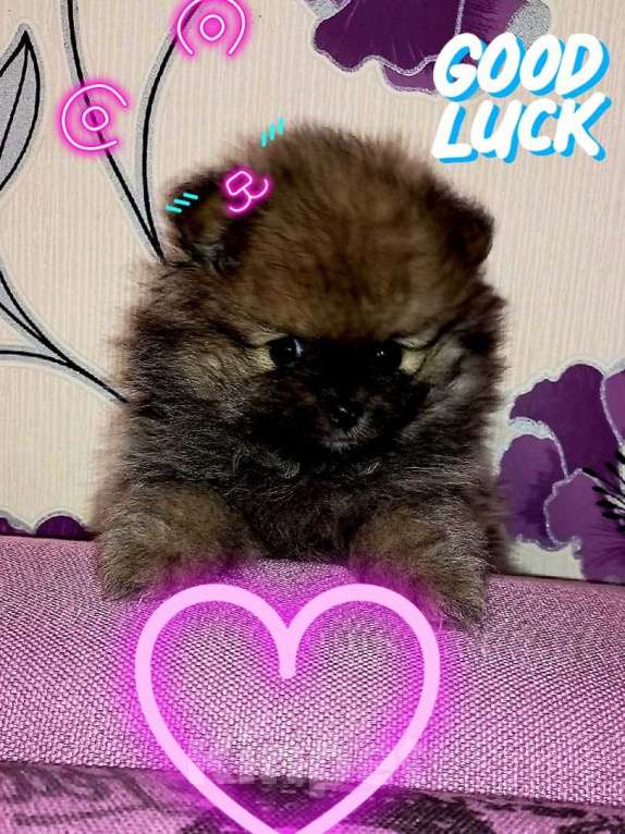 Собаки в Москве: Шпиц Девочка, 30 000 руб. - фото 2