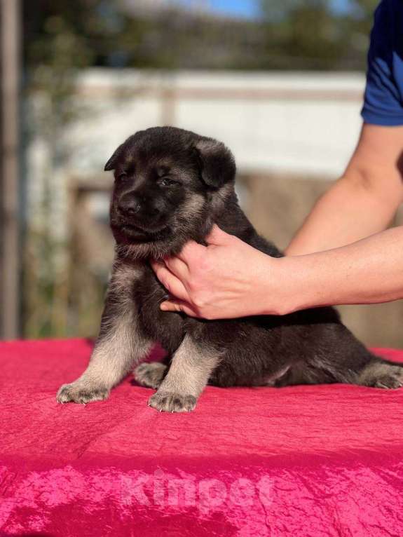Собаки в других городах Ленинградской области: Сука ВЕО от Гордость Питера Церри Бой х Гроза Девочка, 40 000 руб. - фото 7