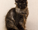 Кошки в Москве: Котенок мейнкун черный дым Мальчик, 40 000 руб. - фото 1