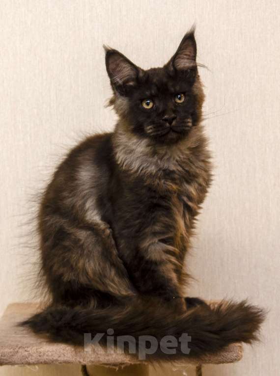 Кошки в Москве: Котенок мейнкун черный дым Мальчик, 40 000 руб. - фото 1