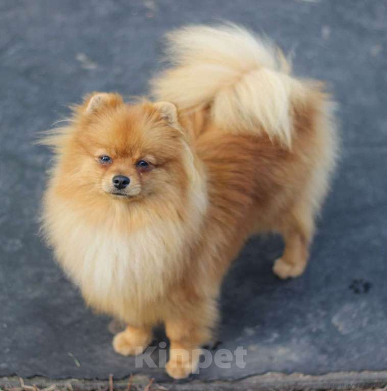 Собаки в Кемерово: Подрощенный померанский шпиц Мальчик, 30 000 руб. - фото 1