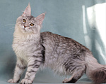 Кошки в Мытищах: Котенок Мейн-кун Девочка, 40 000 руб. - фото 5