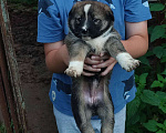 Собаки в Домодедово: Малышка Клевер ищет семью  Девочка, Бесплатно - фото 4