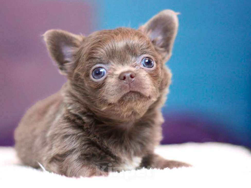 Собаки в Москве: Чихуахуа лиловая девочка Девочка, 100 000 руб. - фото 1