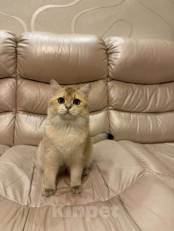 Кошки в Москве: Британский Золотой Кот Мальчик, 70 000 руб. - фото 3