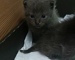 Кошки в других городах Ростовской области: Продаются  котята 😺 Разнополые, 1 000 руб. - фото 2