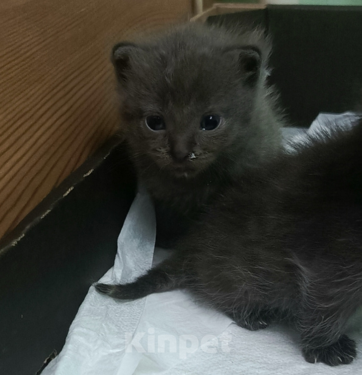 Кошки в других городах Ростовской области: Продаются  котята 😺 Разнополые, 1 000 руб. - фото 2