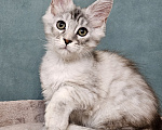 Кошки в Мытищах: Котёнок Мейн-кун Девочка, 40 000 руб. - фото 5