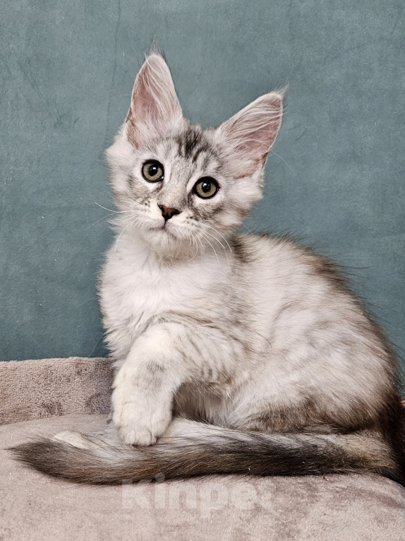 Кошки в Мытищах: Котёнок Мейн-кун Девочка, 40 000 руб. - фото 5