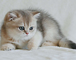 Кошки в Сарове: Шотландский котенок Девочка, Бесплатно - фото 1