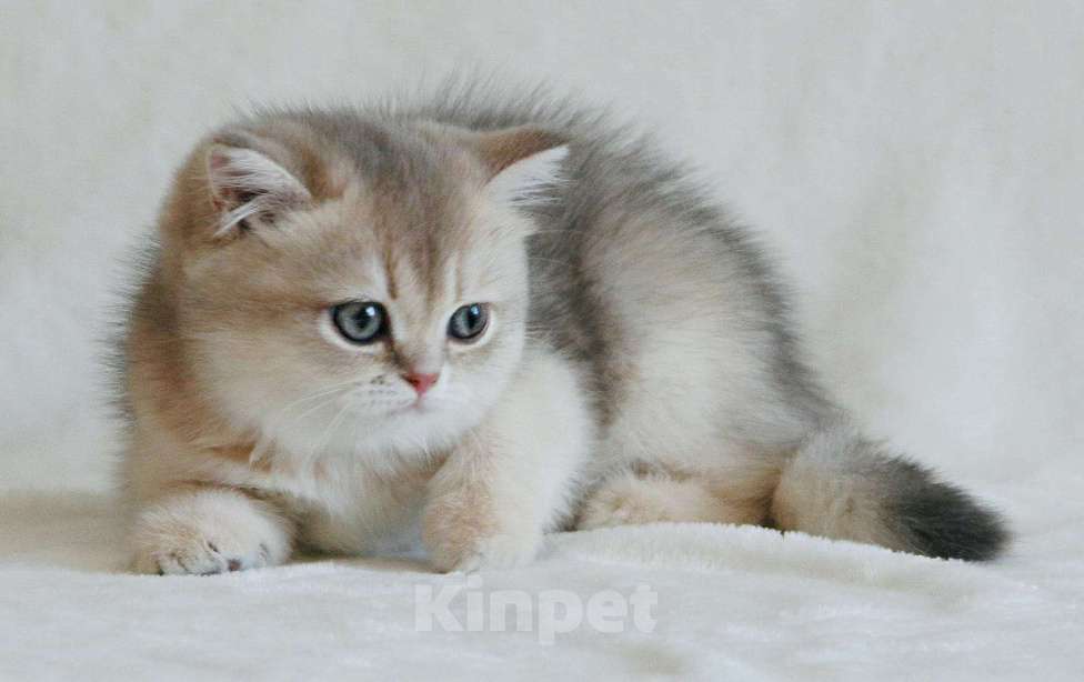 Кошки в Сарове: Шотландский котенок Девочка, Бесплатно - фото 1