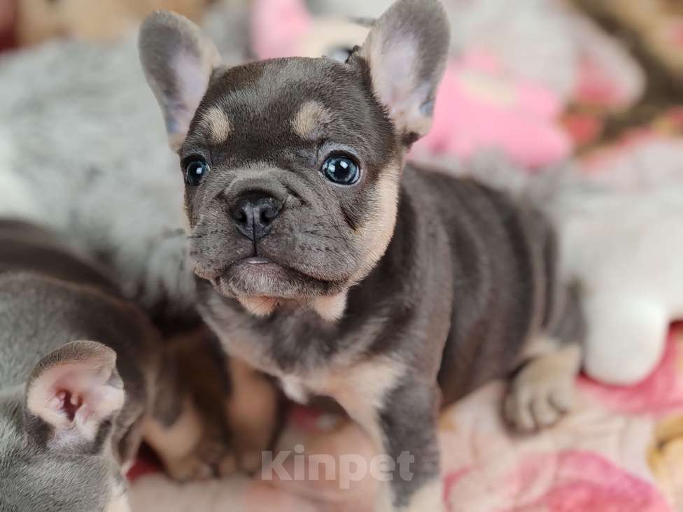 Собаки в Санкт-Петербурге: Шикарная голубая девочка  Девочка, 80 000 руб. - фото 4