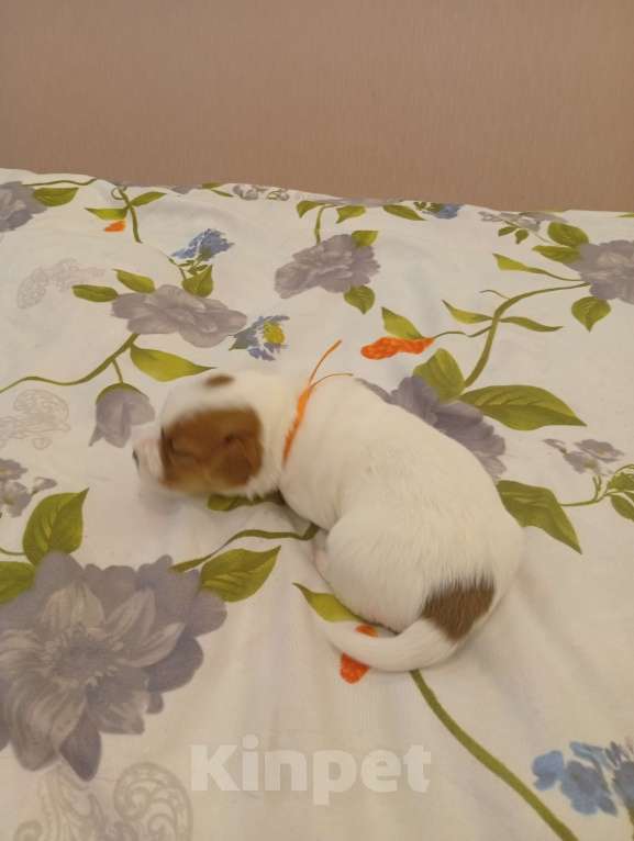 Собаки в Дмитрове: Девочка Девочка, 30 000 руб. - фото 2