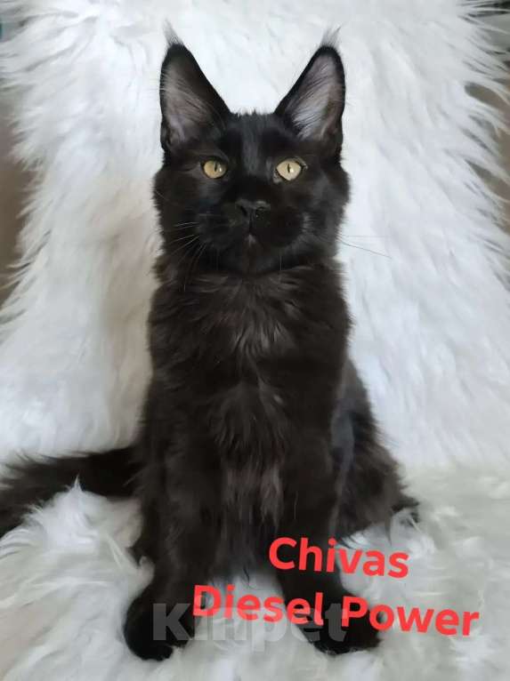 Кошки в Санкт-Петербурге: Черный магический мейн-кун Мальчик, 120 000 руб. - фото 6