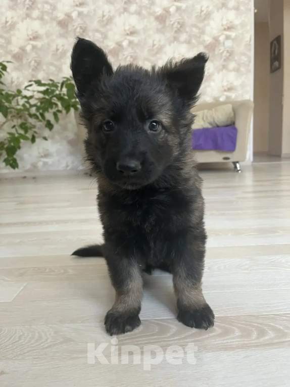 Собаки в Москве: Щенки немецкой овчарки рабочего разведения Мальчик, 50 000 руб. - фото 8