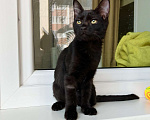 Кошки в Москве: Котёнок Мишель - особенная малышка в добрые руки  Девочка, Бесплатно - фото 7