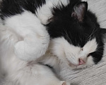 Кошки в Екатеринбурге: Котик срочно ищет дом  Мальчик, Бесплатно - фото 2