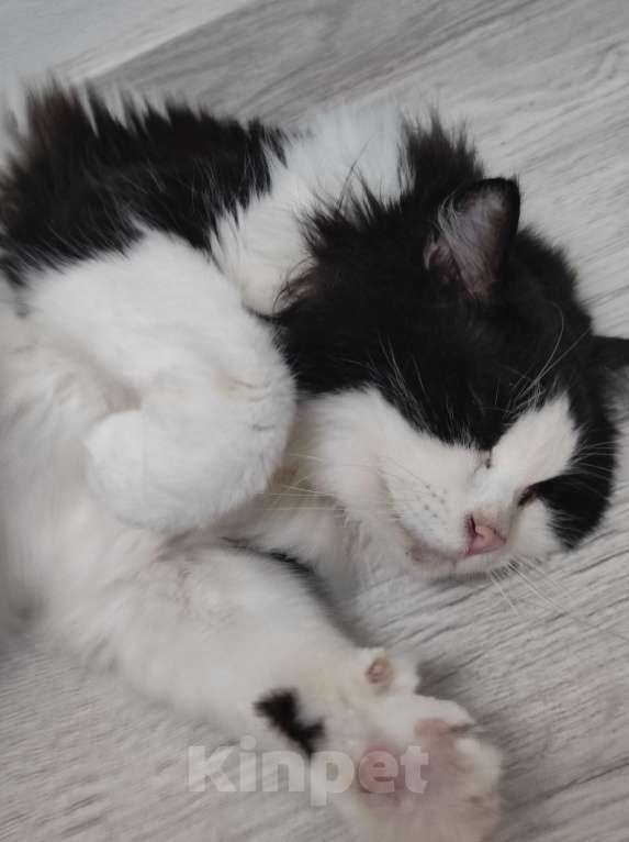 Кошки в Екатеринбурге: Котик срочно ищет дом  Мальчик, Бесплатно - фото 2