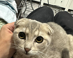 Кошки в Наро-Фоминске: Котята от британской кошки в добрые руки Девочка, Бесплатно - фото 7