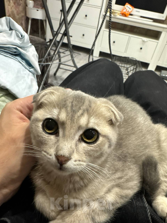 Кошки в Наро-Фоминске: Котята от британской кошки в добрые руки Девочка, Бесплатно - фото 7