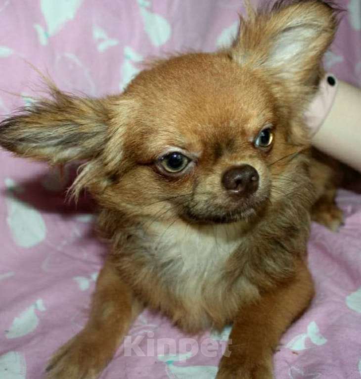 Собаки в Клине: Кобели чихуахуа для вязки Мальчик, Бесплатно - фото 2