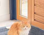 Кошки в Казани: Найдена рыжая кошечка Девочка, Бесплатно - фото 1
