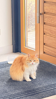 Найдена рыжая кошечка