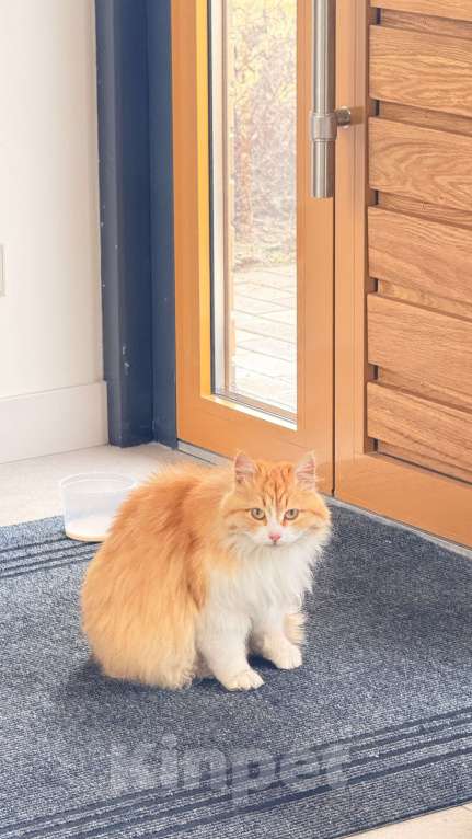 Кошки в Казани: Найдена рыжая кошечка Девочка, Бесплатно - фото 1
