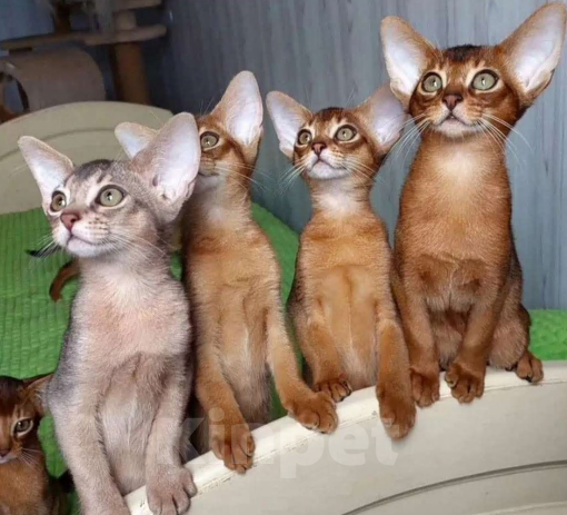 Кошки в Москве: Абиссинские котята Девочка, 70 000 руб. - фото 4