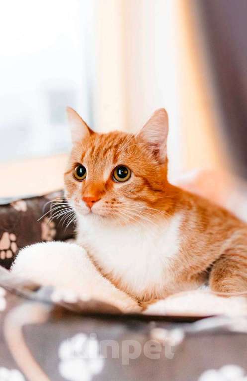 Кошки в Москве: котенок Эль ищет дом Мальчик, Бесплатно - фото 1