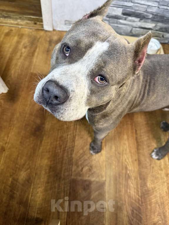 Собаки в Твери: Американский булли в добрые руки Мальчик, 100 руб. - фото 1