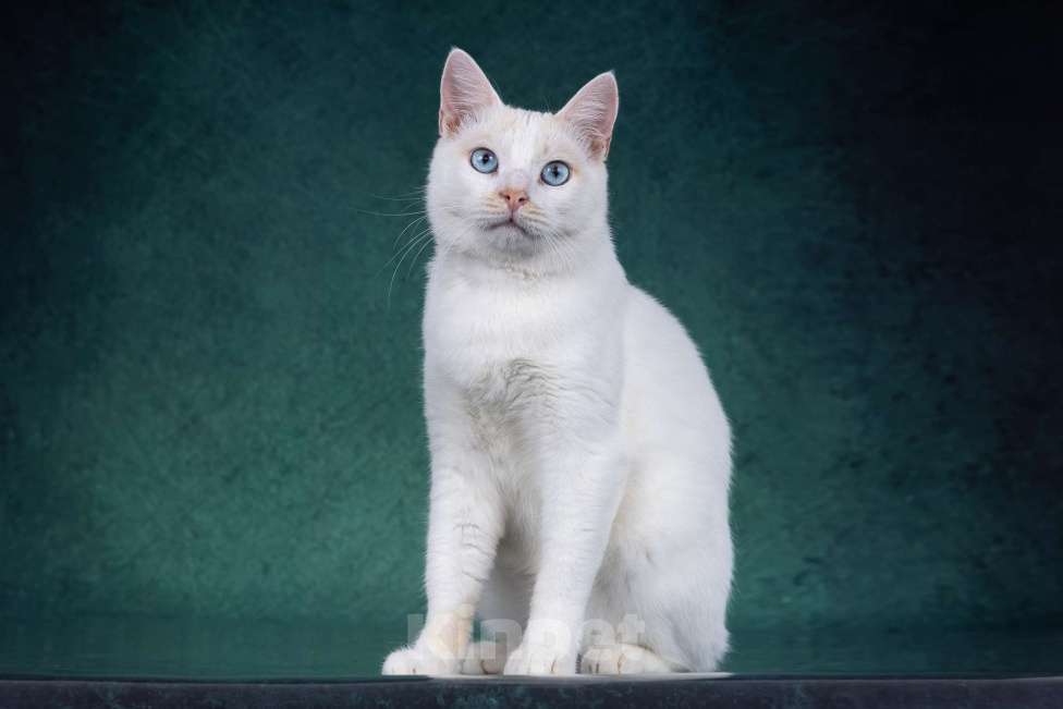 Кошки в Москве: Белый голубоглазый кот в дар Мальчик, 1 руб. - фото 3