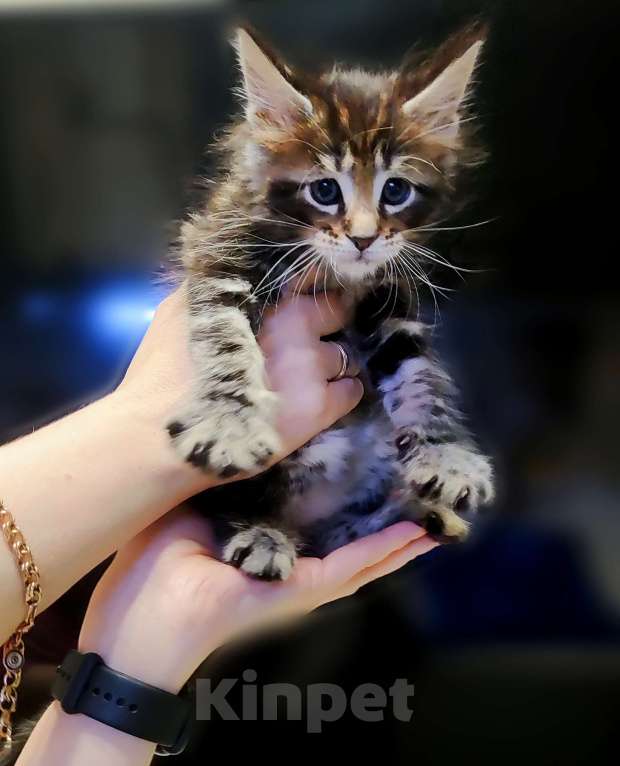 Кошки в Санкт-Петербурге: Котенок Мейн кун из питомника  Мальчик, 60 000 руб. - фото 2