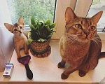 Кошки в Москве: Абиссинский кот на вязку, можно за котёнка, 6 000 руб. - фото 10