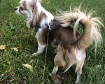 Собаки в Краснодаре: Чихуахуа вязка, 2 000 руб. - фото 7