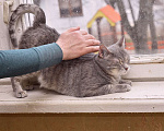 Кошки в Пушкино: Алисонька ищет дом! Девочка, 1 руб. - фото 8