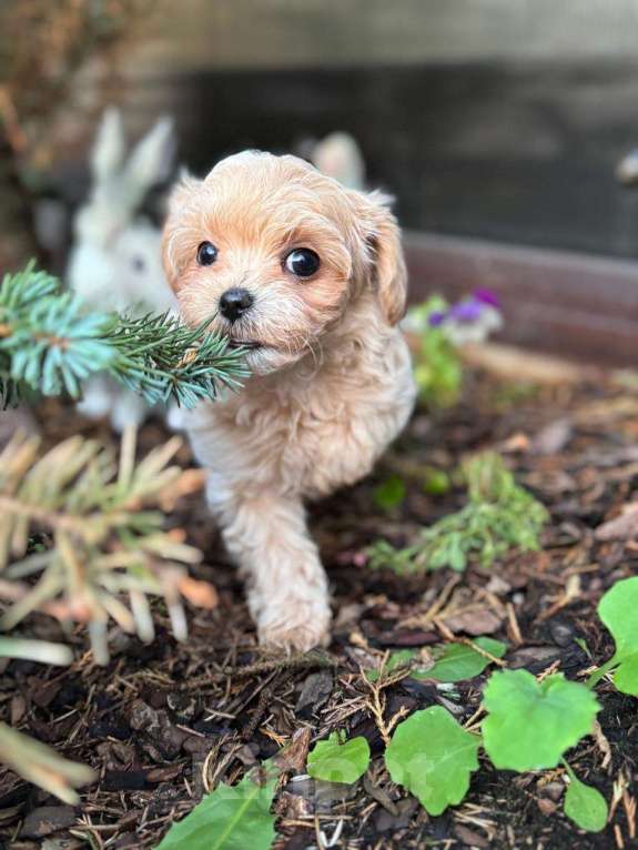 Собаки в Санкт-Петербурге: Зенит Мальчик, 200 000 руб. - фото 4