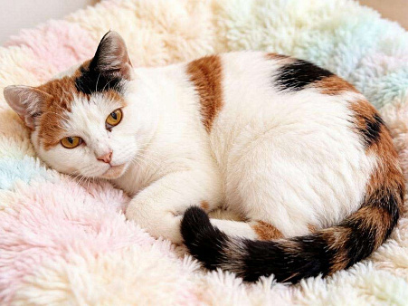 Привет, меня зовут Анфиса.