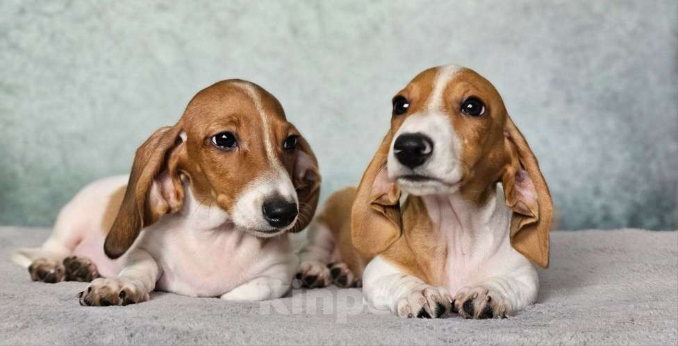 Собаки в других городах Московской области: МАЛЬЧИКИ кроличей/миниатюрной таксы редкого окраса ПАЙБОЛД Мальчик, 45 000 руб. - фото 4