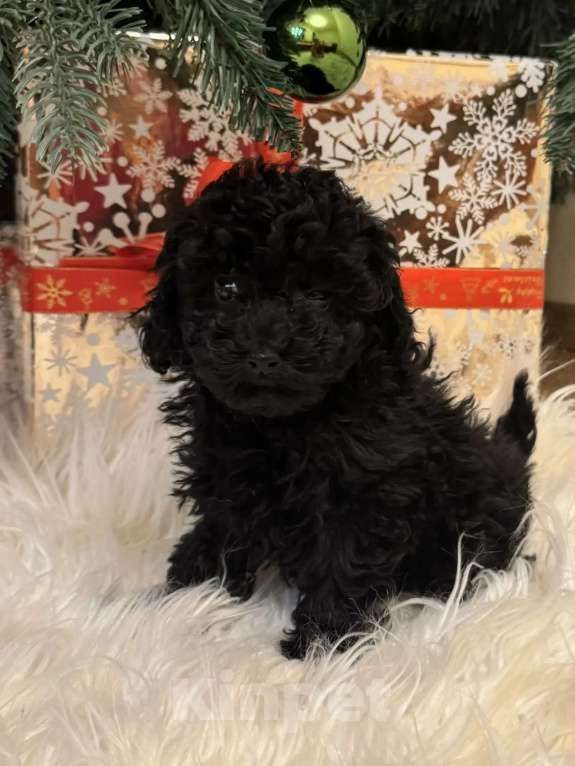 Собаки в Москве: Щенки той-пуделя Девочка, Бесплатно - фото 1