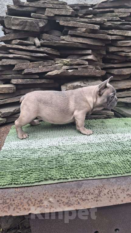 Собаки в Шахте: Щенки французского бульдога Девочка, 30 000 руб. - фото 2