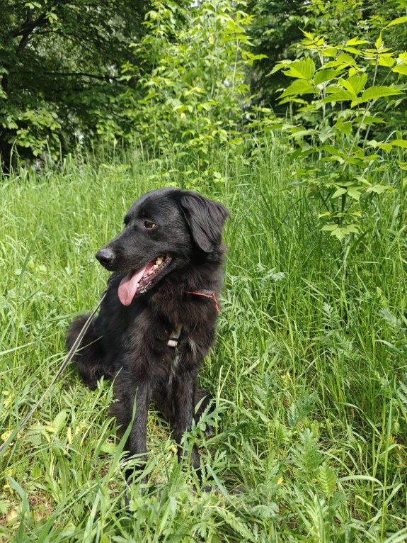 Собаки в Москве: Черные сестрицы, блеск и элегантность  Девочка, Бесплатно - фото 3