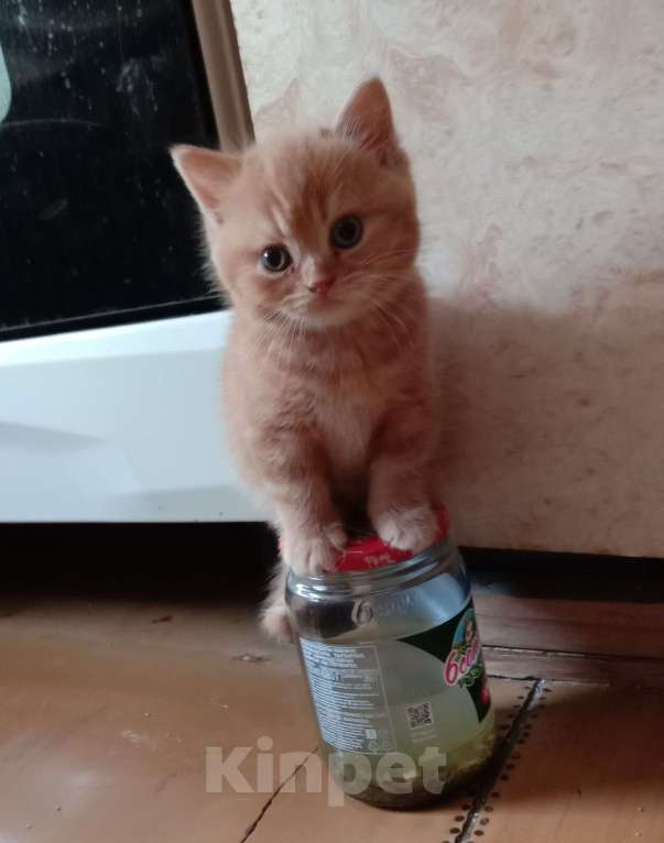 Кошки в Краснодаре: Котик. Рыжики рулят Мальчик, 5 000 руб. - фото 1