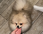 Собаки в Москве: Померанский шпиц мини  Мальчик, Бесплатно - фото 10