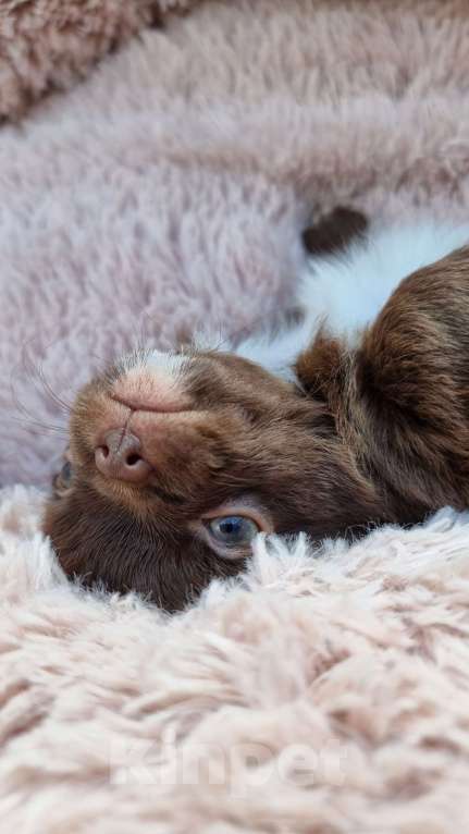 Собаки в Наро-Фоминске: Щенок чихуахуа шоко девочка Девочка, 30 000 руб. - фото 2