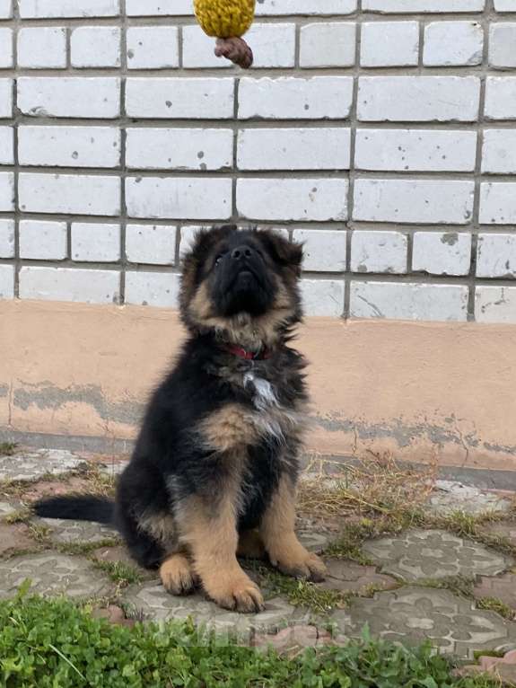 Собаки в Казани: Щенок длинношерстной немецкой овчарки Мальчик, Бесплатно - фото 3