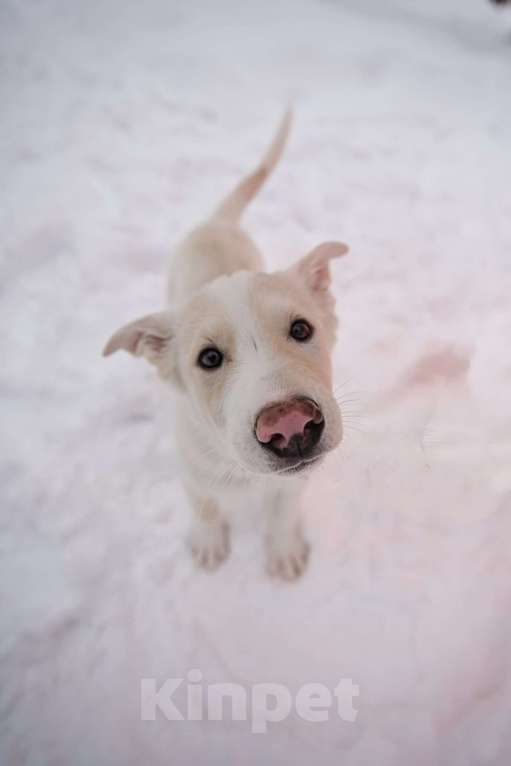 Собаки в Красногорске: Красивый щенок Баунти 3,5 месяца ждет родителей Девочка, Бесплатно - фото 1